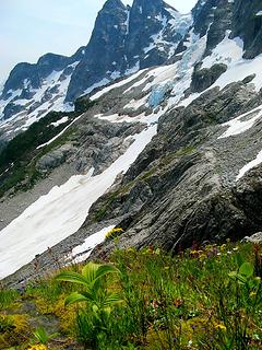 Flowers amid the rock and ice