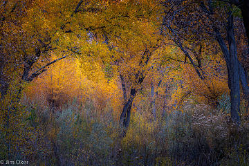 San Juan Cottonwoods (1 of 1)