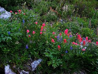 Paintbrush & lupine near the creek bed
