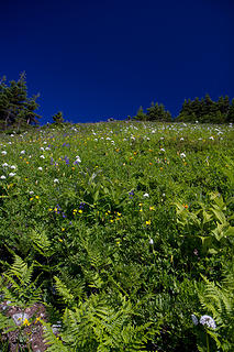 Meadow