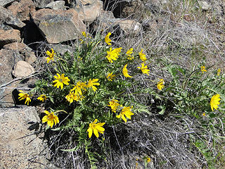 More flowers on Yakima Skyline trail.