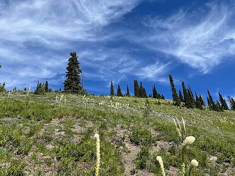 Bear grass and clouds