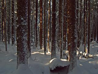 Forest scene