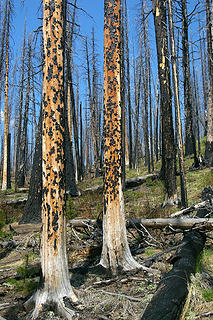 Driveway Butte Needles fire1