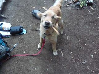 I've got a stick . . . want to play?