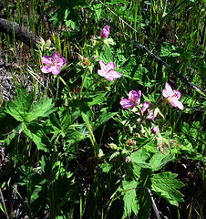 A beautiful wild Geranium that inhabits the sagebrush steppe of Eastern Washington.