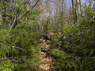 typical red spruce blowdown and brush on Allegheny Trail on Shavers Mountain