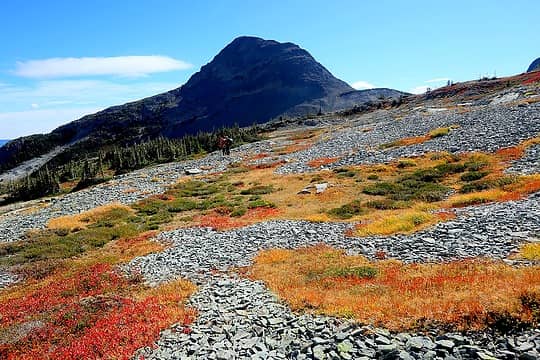 Beauful patches of color amid bight scree
