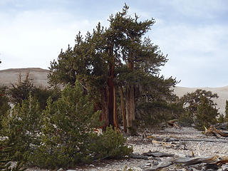 more stately trees