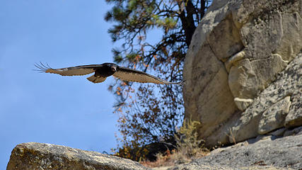 September - Vulture at Peshastin Pinnacles State Park