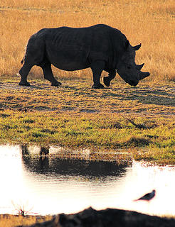 White rhino, Hwange National Park, Zimbabwe