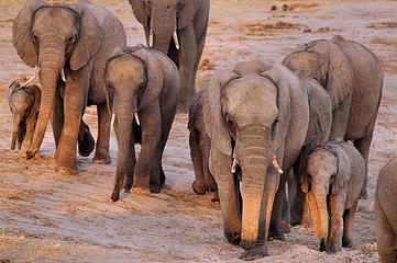 Elephant, Hwange National Park, Zimbabwe