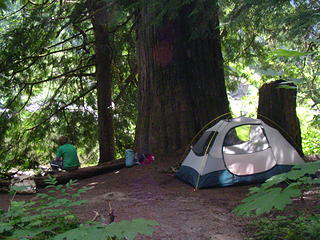 Beautiful campsite under an ancient redcedar tree.