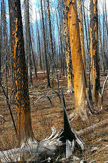 Driveway Butte Needles fire2