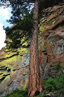 ponderosa and lichen rock