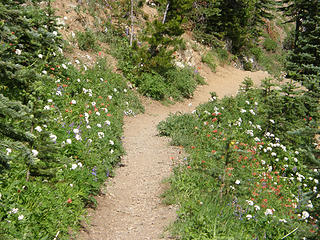 Marmot Pass trail and flowers.