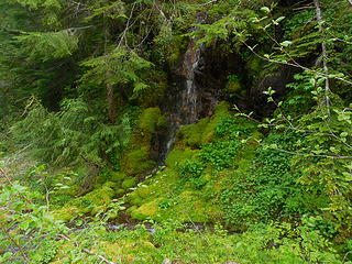 MtCrag-Lush green whereever water was running along the old FS Roads