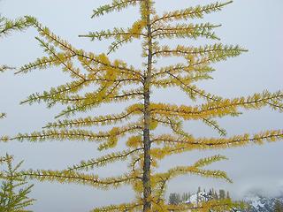 Delicate tracery of branches