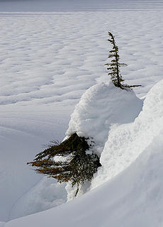 Tree, snow and wind sculpture at Myrtle Lake