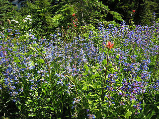 Penstemon on Nine Mile Ridge