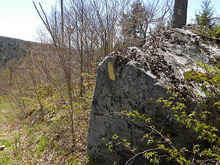 old Allegheny Trail blaze in clearcut