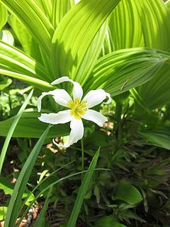 Avi lily and false hellebore