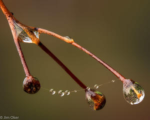 Maple Twig Drip With Web (1 of 1)