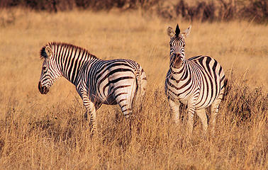 Hwange National Park, Zimbabwe. Looking back, I should have cropped this tighter.