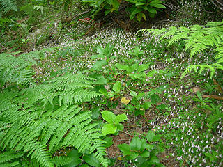 Wildflowers and ferns at 3400 ft/4.25 mi