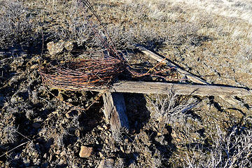 Old coils of barbed wire