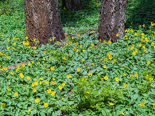 wildflowers