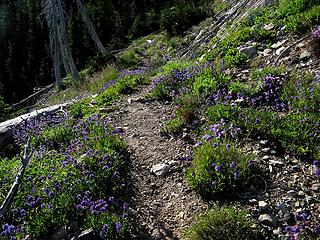 PCT traversing Point 5984