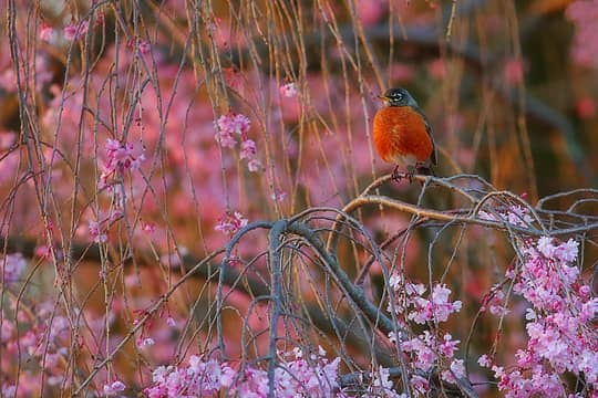 Robin in our Weeping Cherry tree