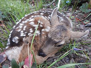 fawn