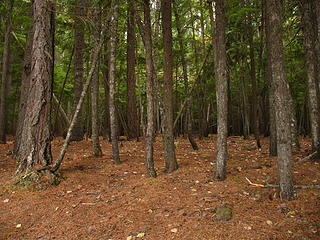 The forest on Kalispell Island.