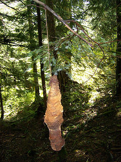 WTF?? Someone took a piece of bark & used twine to hang it from a branch.  Creepy.