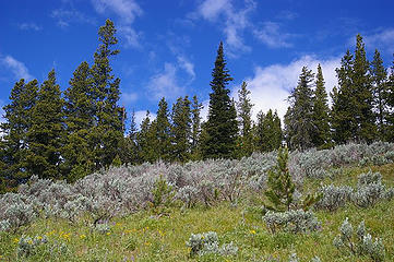 sagebrush and ponderosa pines