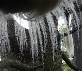Colobus monkey tail, tree