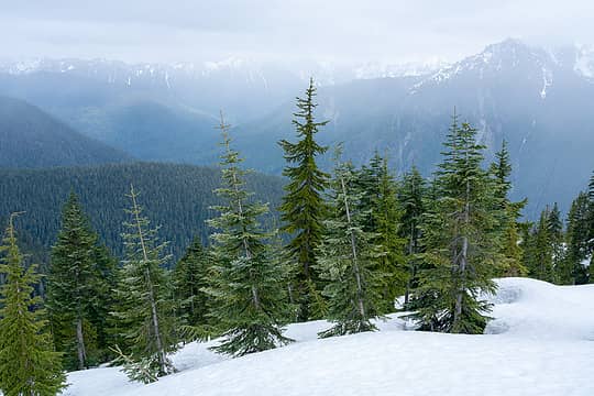 trees and fog