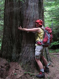 Tree hugger