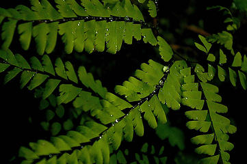 Maidenhair fern detail and drops