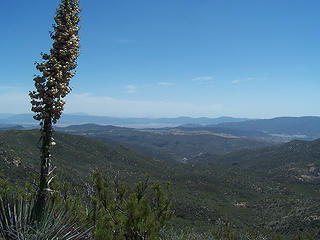 Blooming yucca