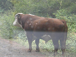 Free range cattle on road leaving Miller Peak trail.
