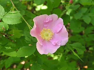 Wild Rose