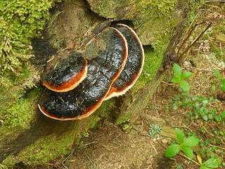 SundayLake-large "burnt pancake" fungi on log end