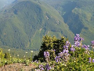 lupines and other wildflowers near top of Lookout Mtn trail