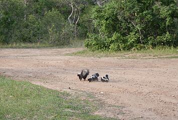 skunks!