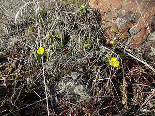 The only flowers I saw, Buttercups.