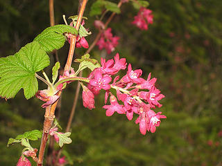 Red flowering currant