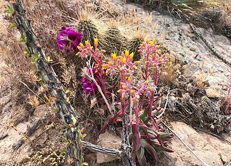 Superstition Wilderness 4/9/19